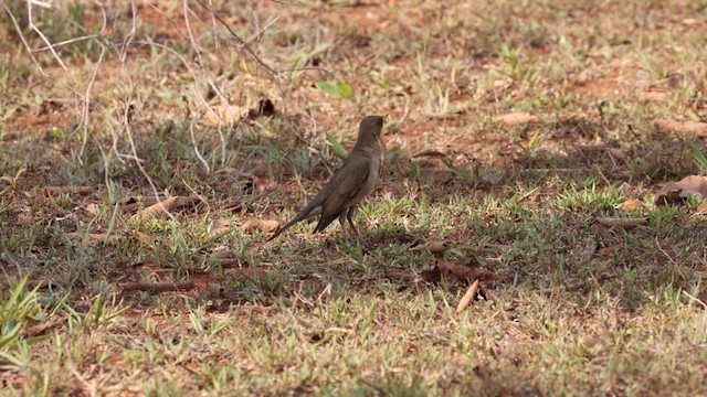 Creamy-bellied Thrush - ML610573526