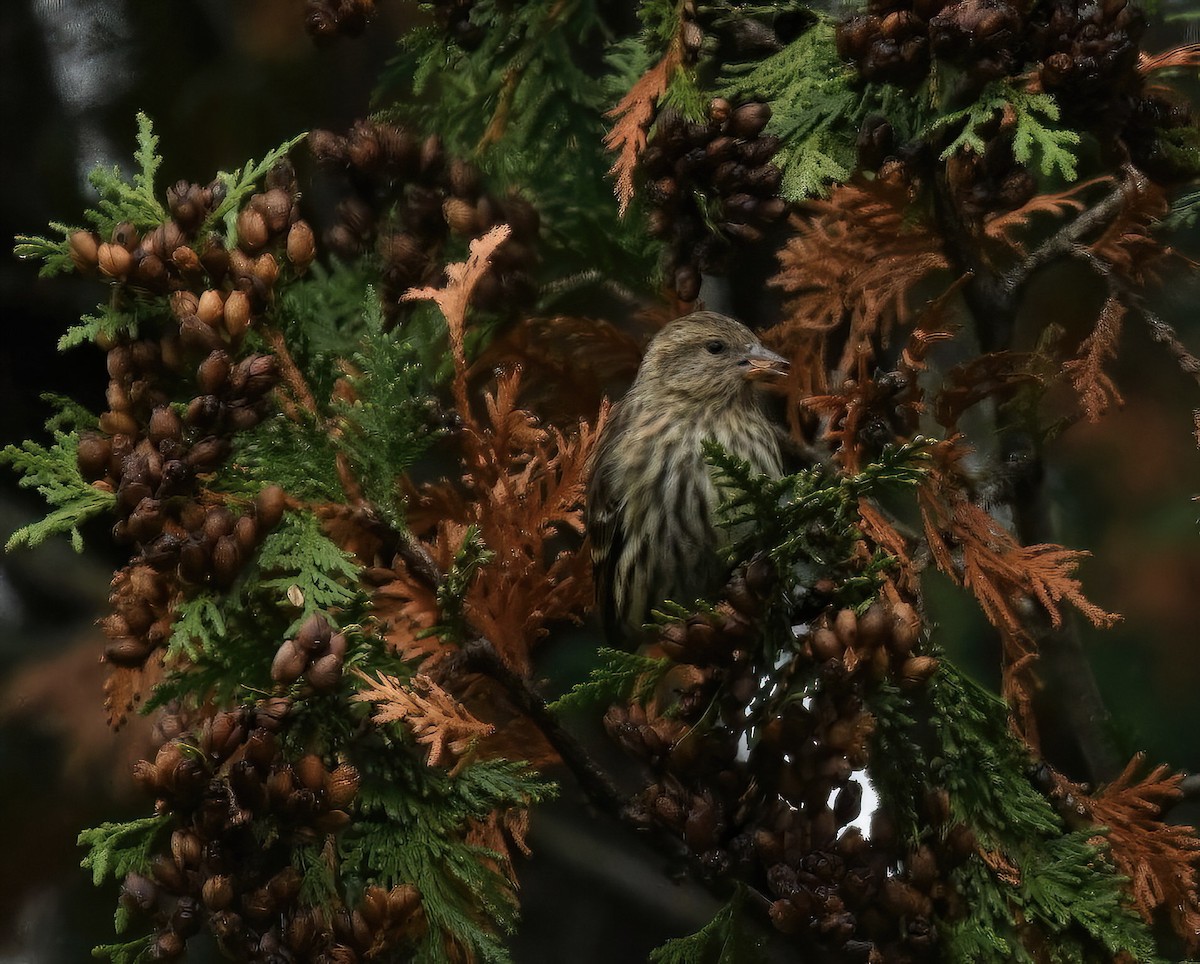 Pine Siskin - ML610573548