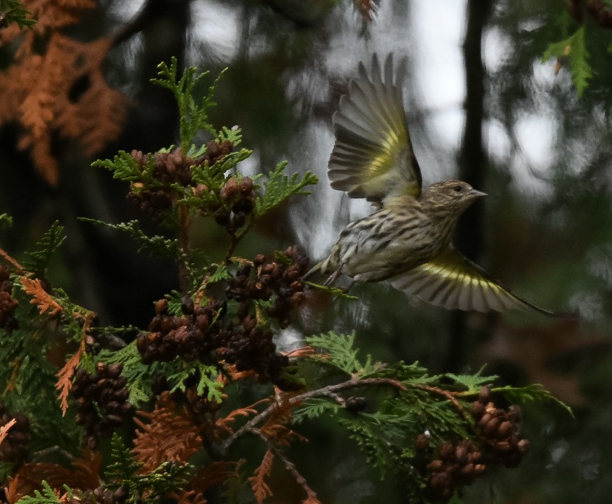 Pine Siskin - ML610573550