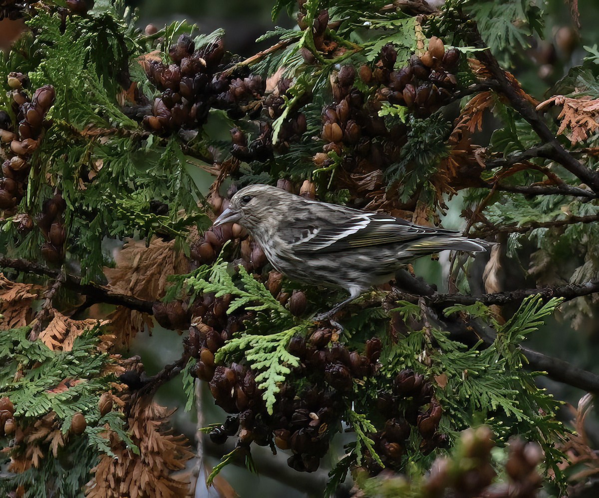 Pine Siskin - ML610573551