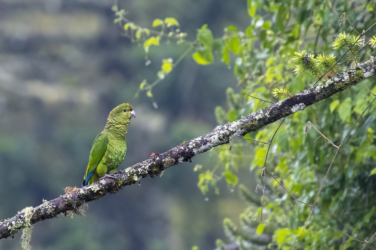 Vinaceous-breasted Parrot - ML610573554