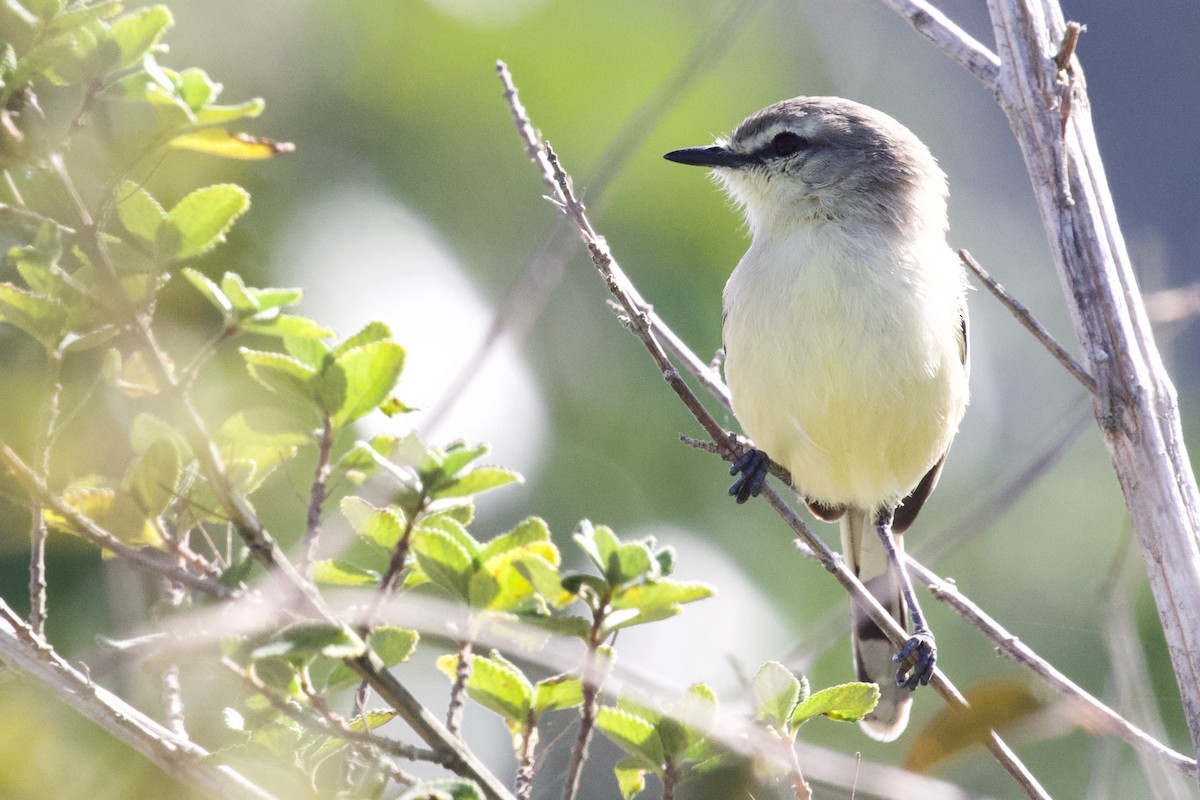 Bahia Wagtail-Tyrant - ML610573608