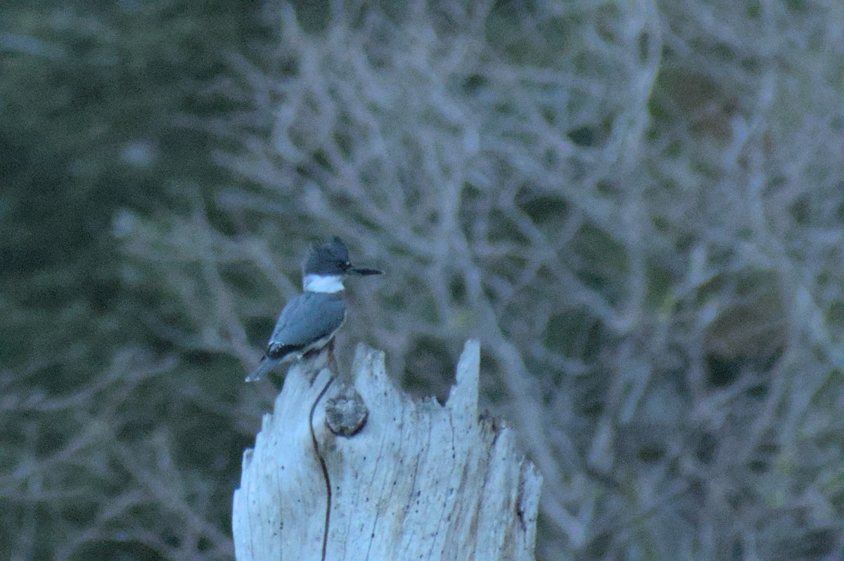 Martin-pêcheur d'Amérique - ML610573616