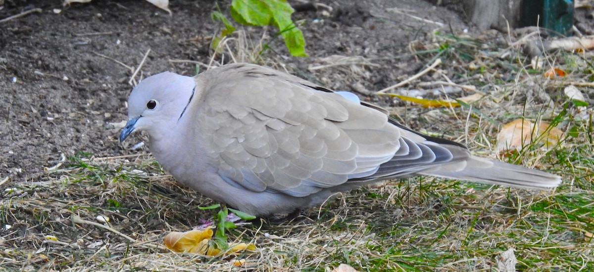 tyrkerdue - ML610573645