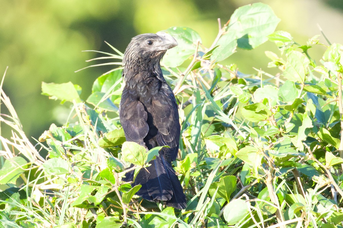 Smooth-billed Ani - Luciano Naka