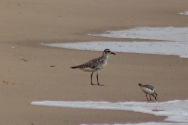 Black-bellied Plover - James Teitgen