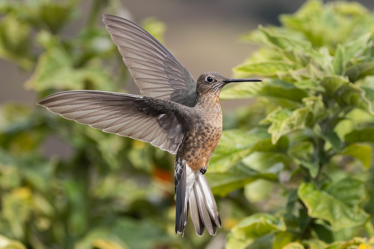 Giant Hummingbird - ML610573805