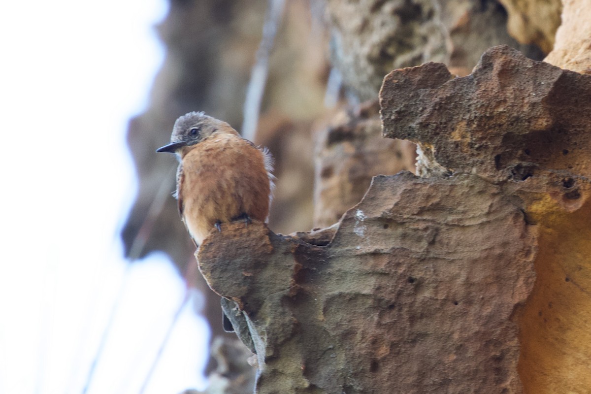 Cliff Flycatcher - ML610573836