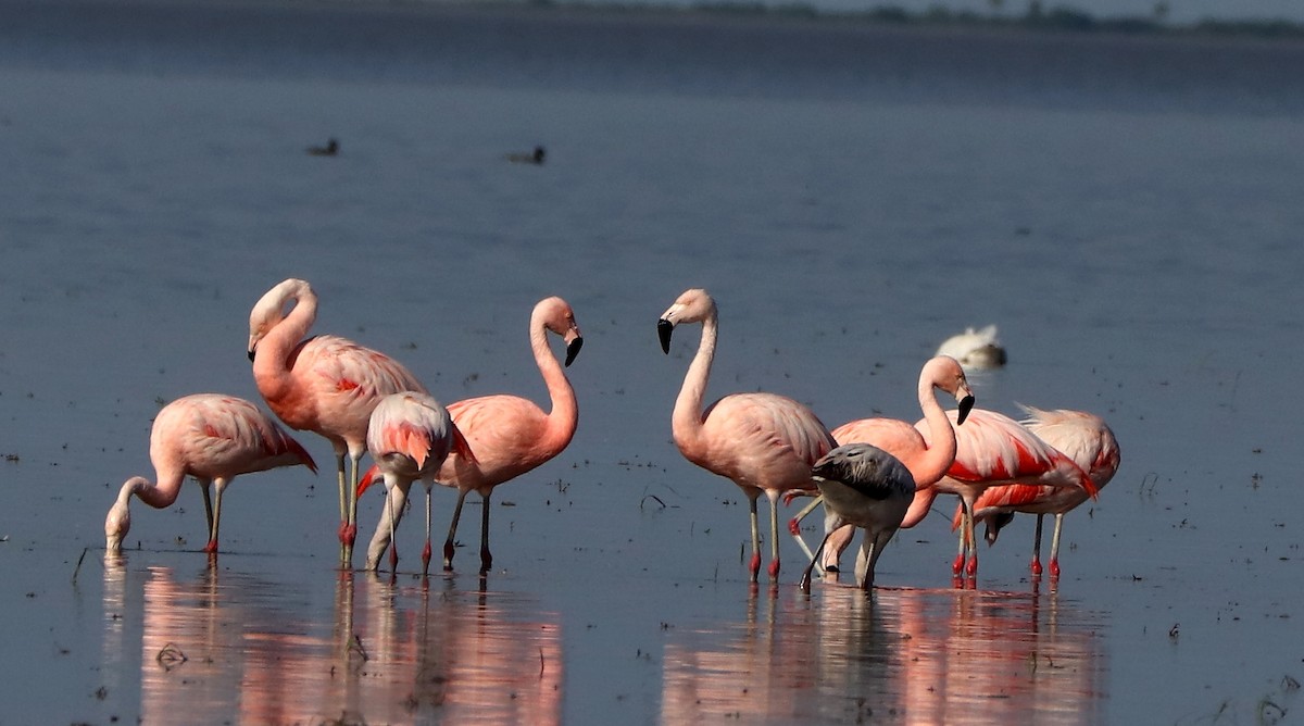 Chilean Flamingo - ML610573851