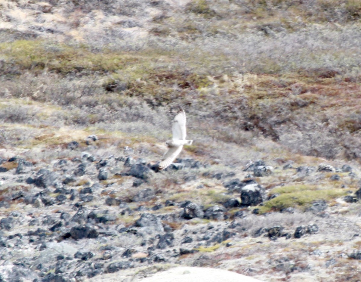 Short-eared Owl - ML610573855