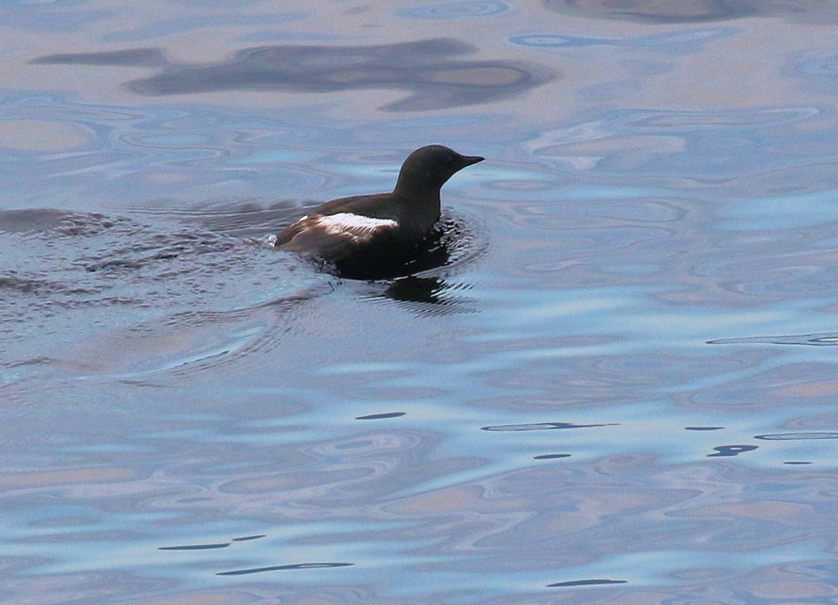 Black Guillemot - ML610573887