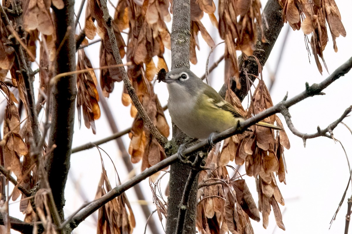 Vireo Solitario - ML610573902