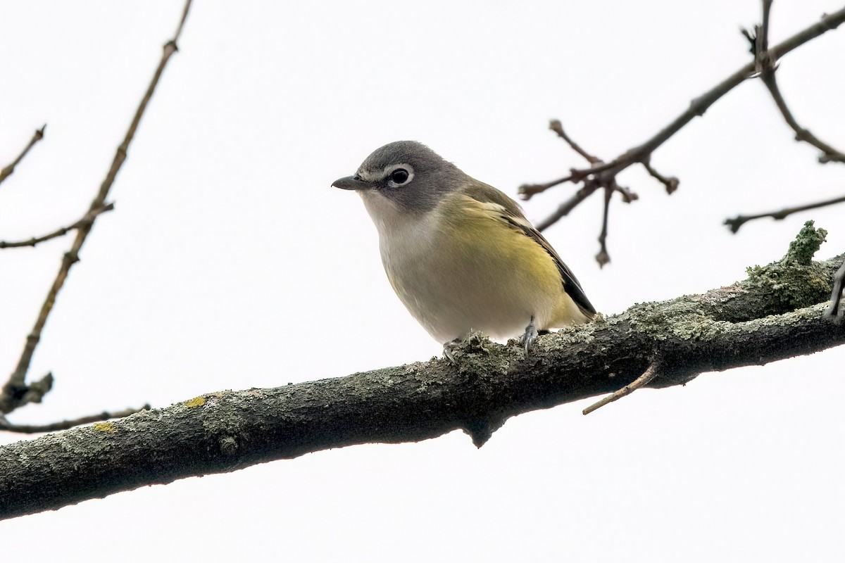 Blue-headed Vireo - Sue Barth