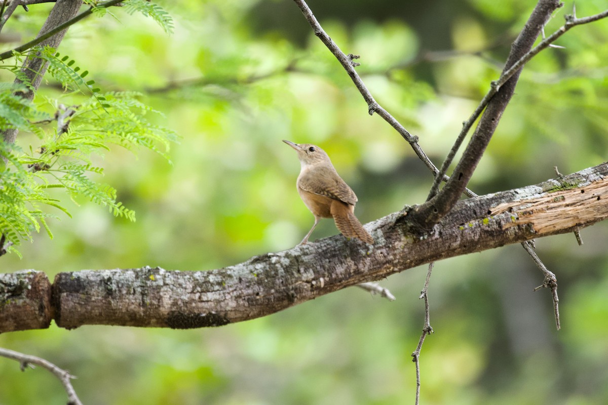 House Wren - ML610573916