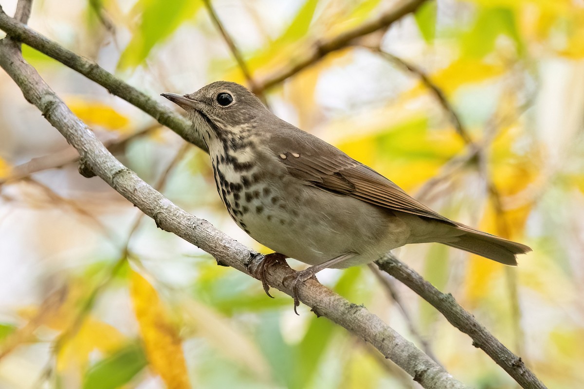 Hermit Thrush - ML610573921