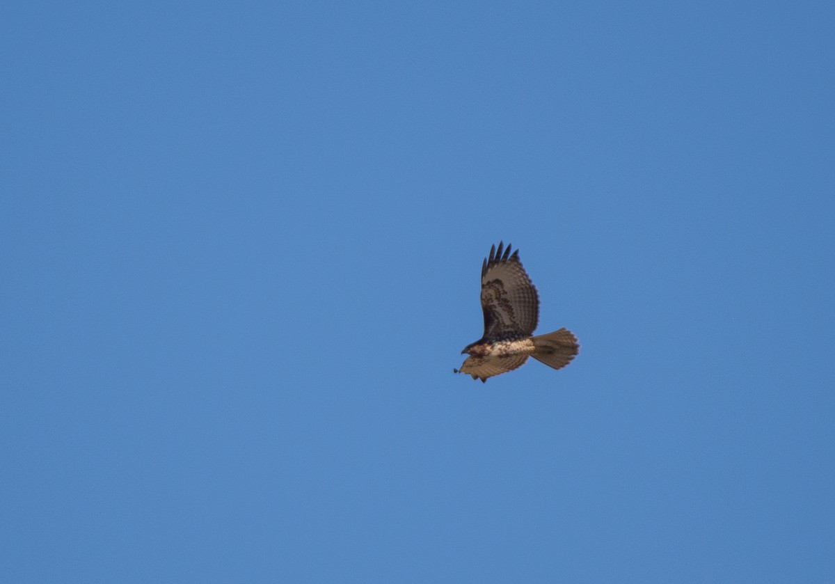Red-tailed Hawk - ML610573927