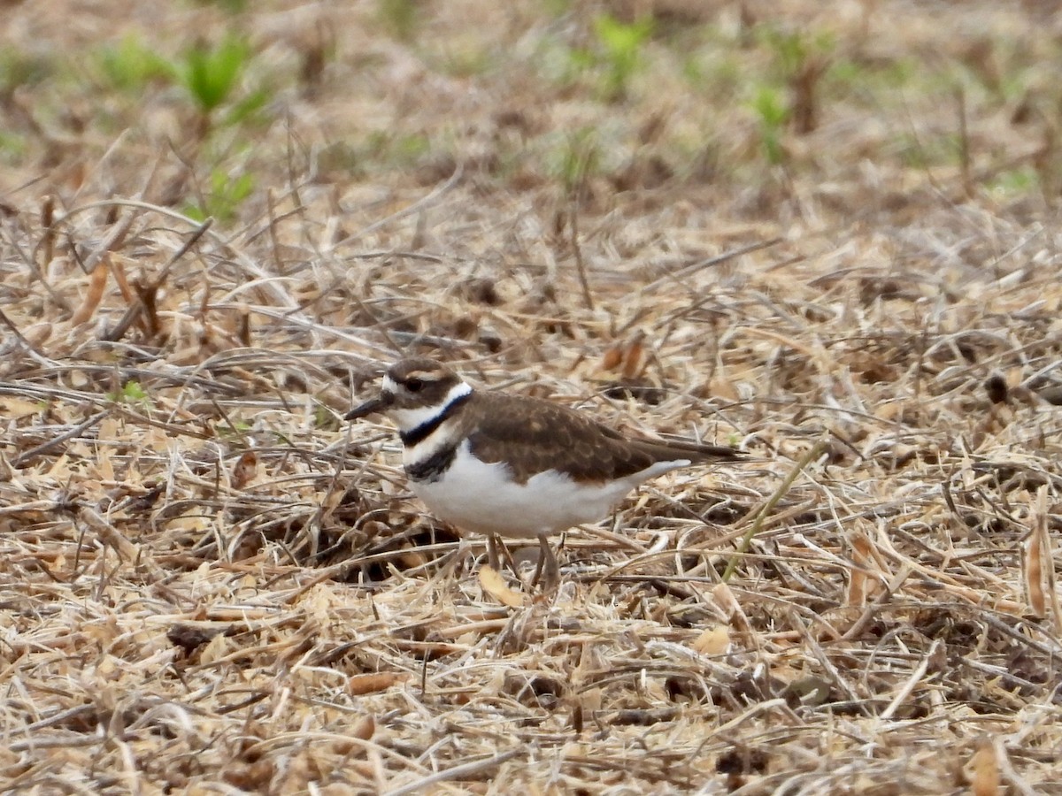 Killdeer - ML610573929