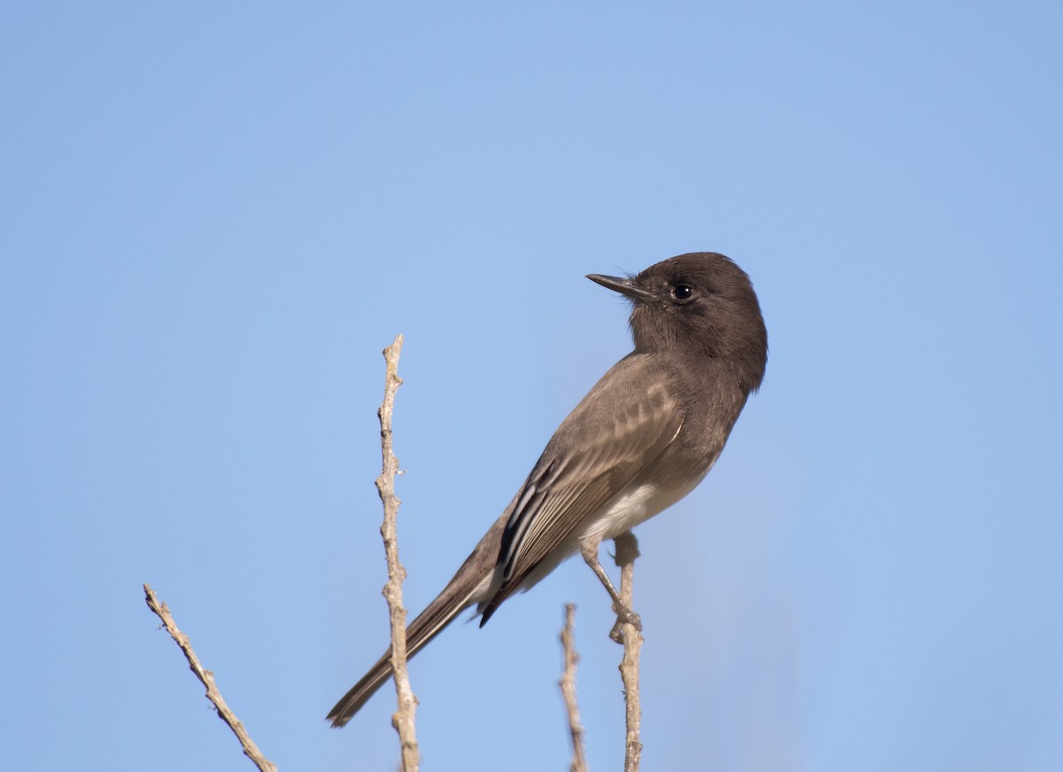 Black Phoebe - ML610573942