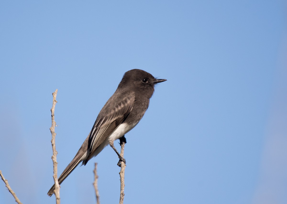 Black Phoebe - ML610573943