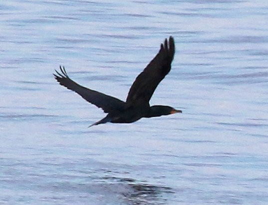 Double-crested Cormorant - ML610573953