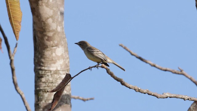 Southern Beardless-Tyrannulet (Southern) - ML610573980