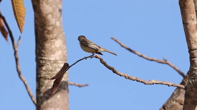Southern Beardless-Tyrannulet (Southern) - ML610573986