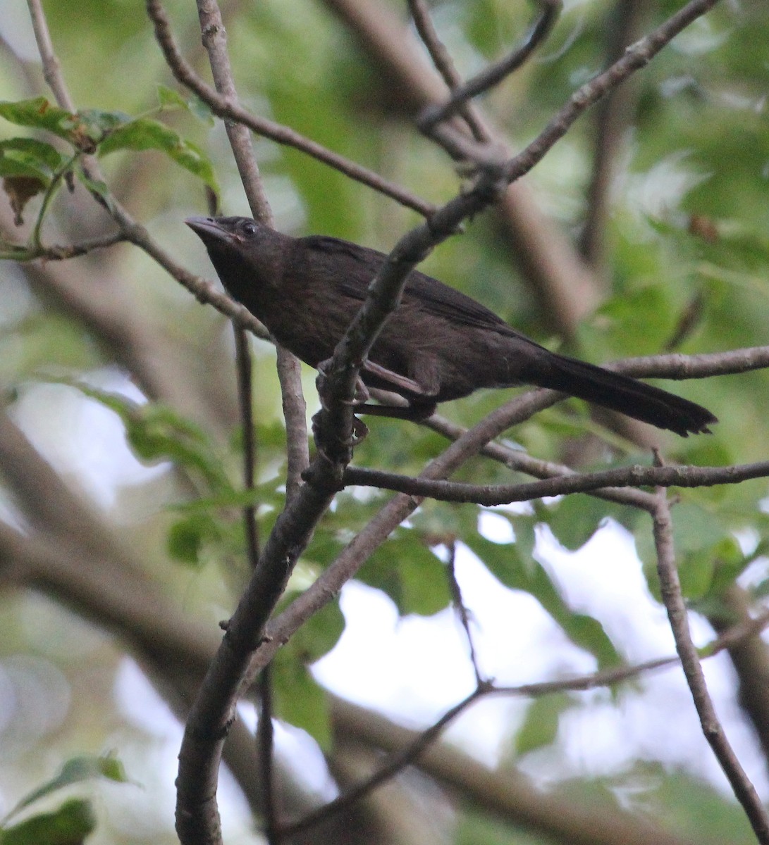 Common Grackle - Jennifer Ambrose