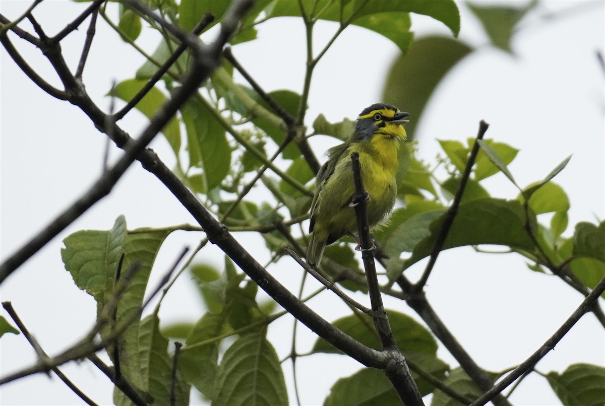 Slaty-capped Shrike-Vireo (Pale-legged) - Frank Farrell