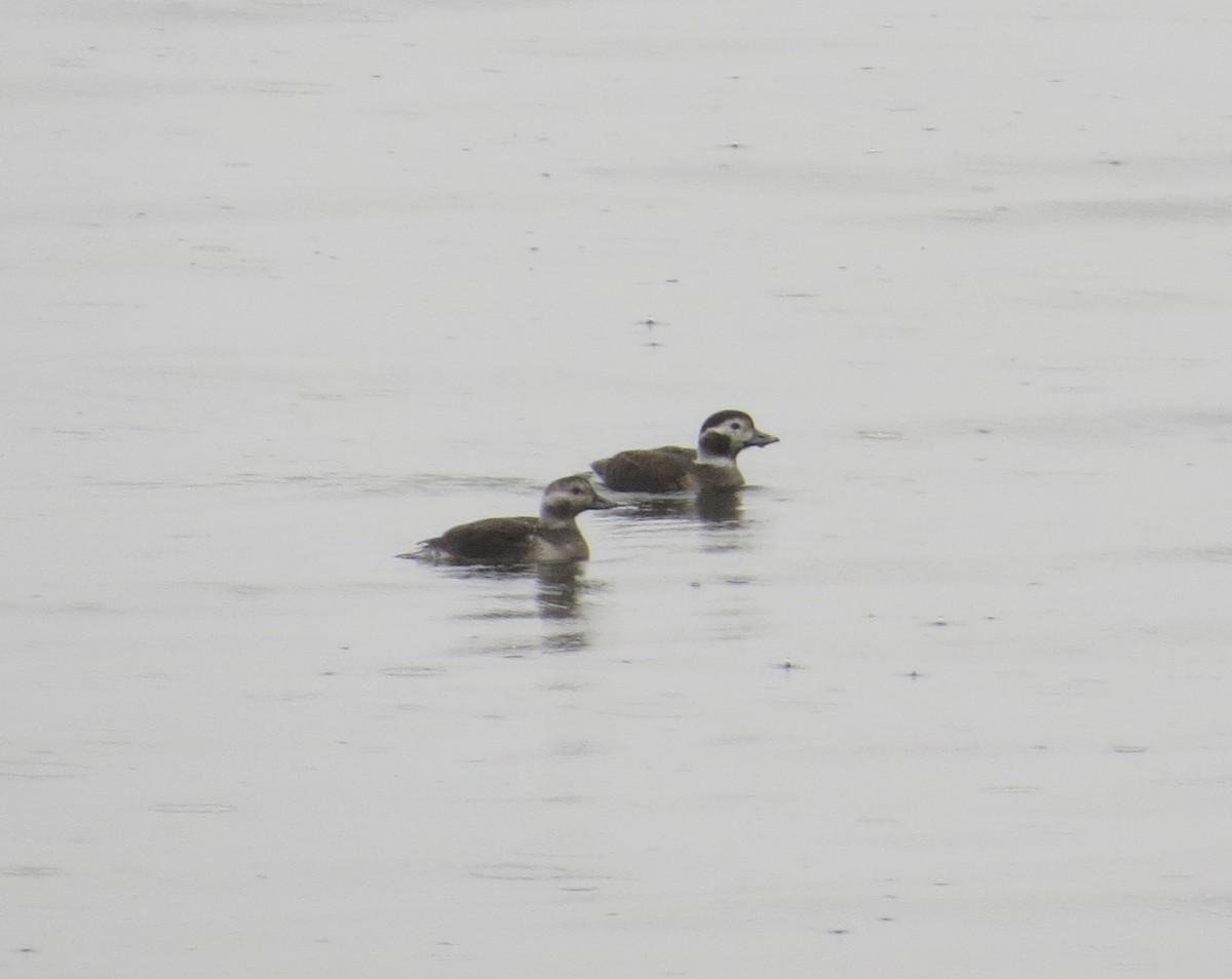 Long-tailed Duck - ML610574062