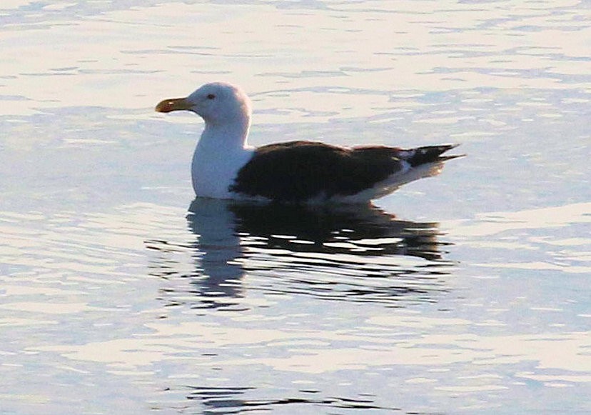 Great Black-backed Gull - ML610574148