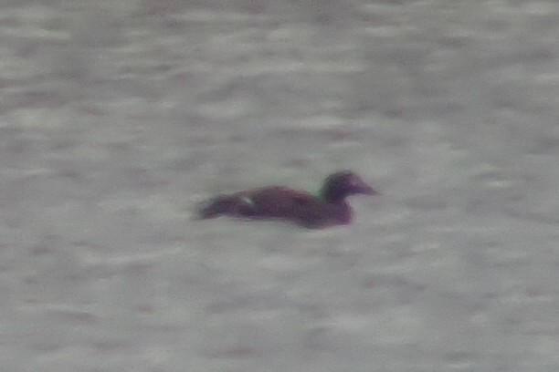 White-winged Scoter - ML610574158