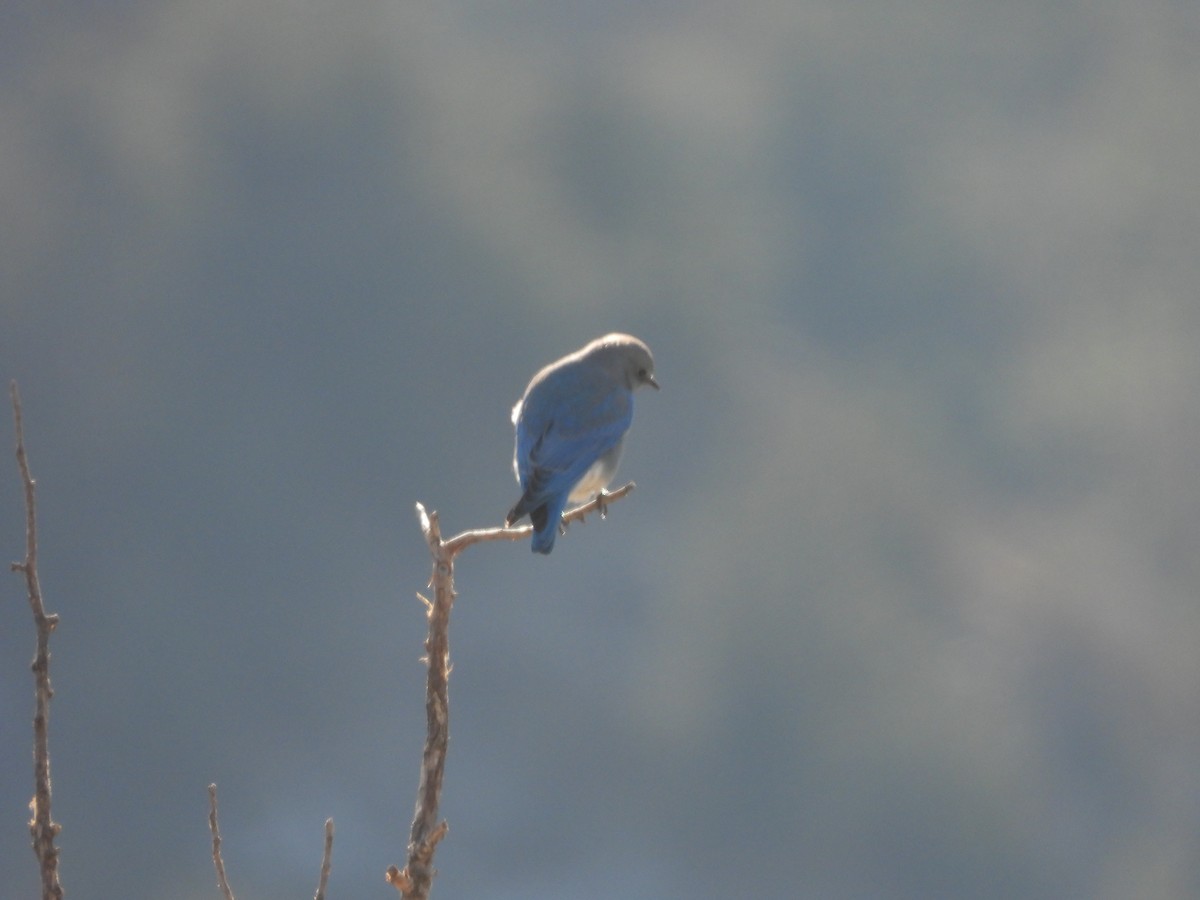 Mountain Bluebird - Marsha Walling