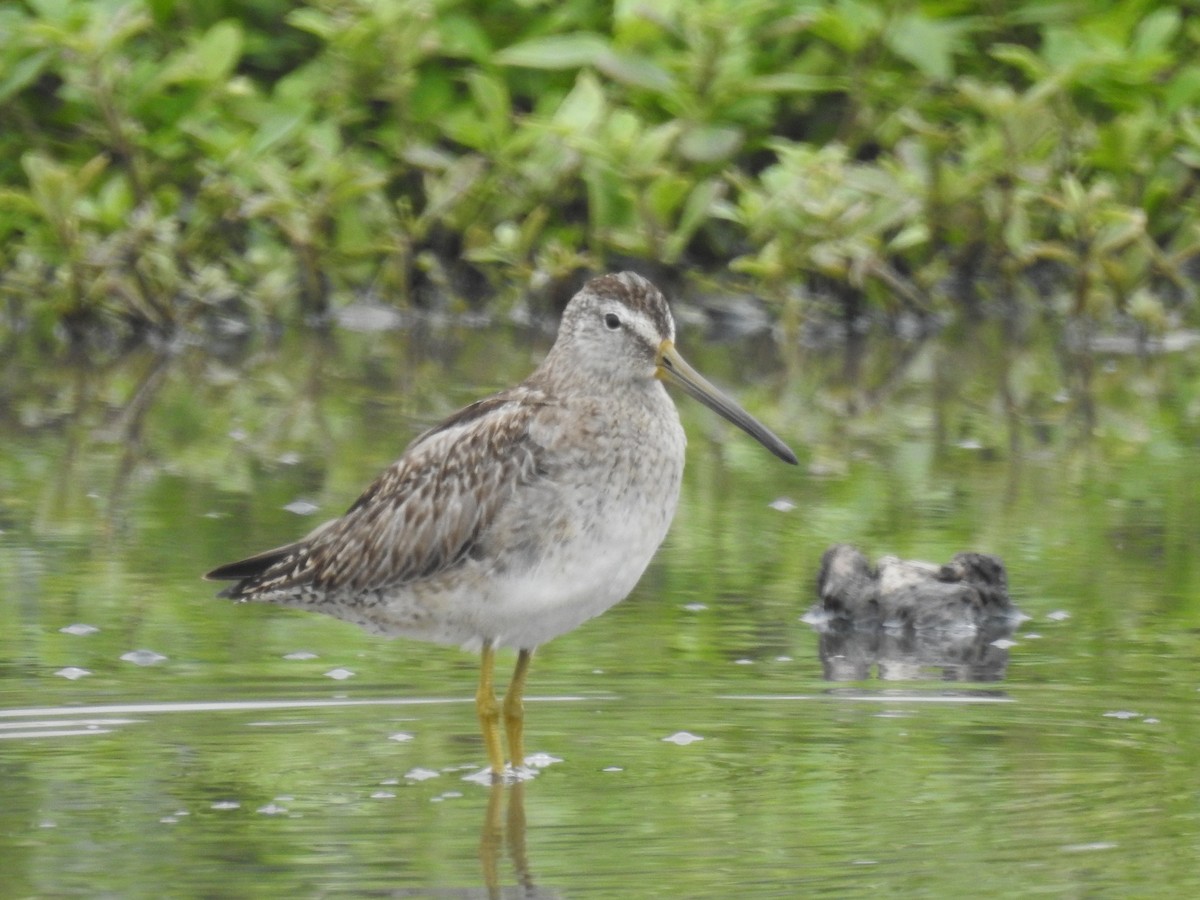 Short-billed Dowitcher - ML610574223