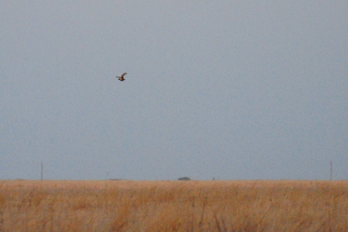 Lesser Prairie-Chicken - ML610574306