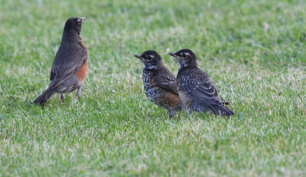 American Robin - Jennifer Ambrose