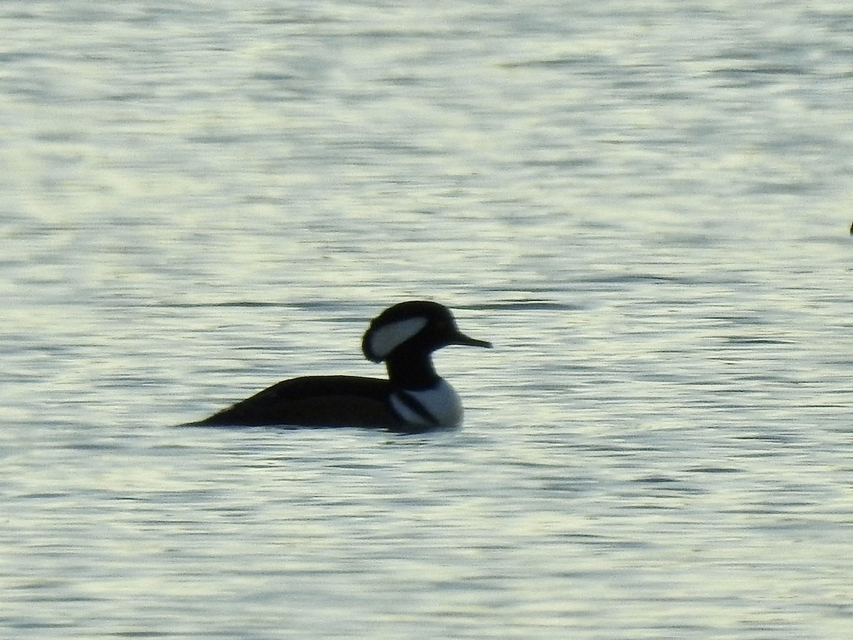 Hooded Merganser - ML610574355