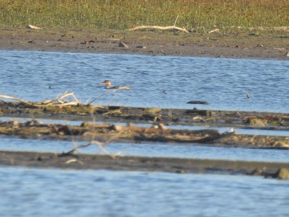 Red-breasted Merganser - ML610574385