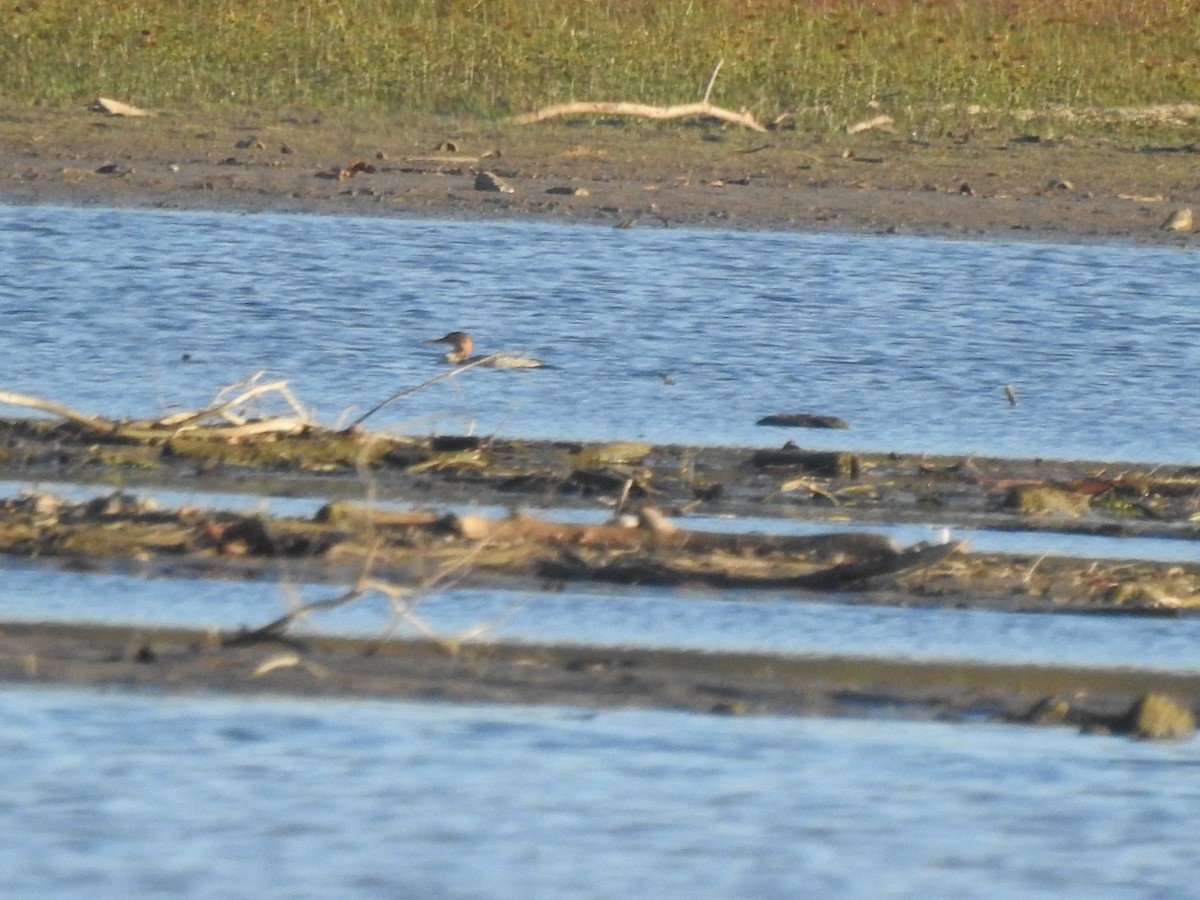 Red-breasted Merganser - ML610574386