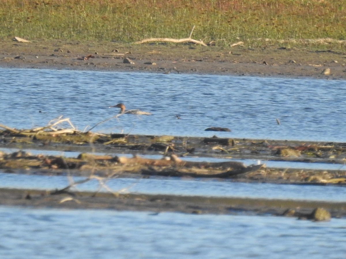Red-breasted Merganser - ML610574387