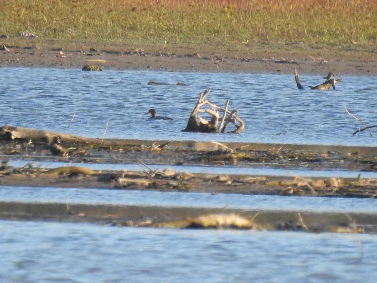 Red-breasted Merganser - ML610574388