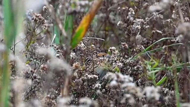 LeConte's Sparrow - ML610574425