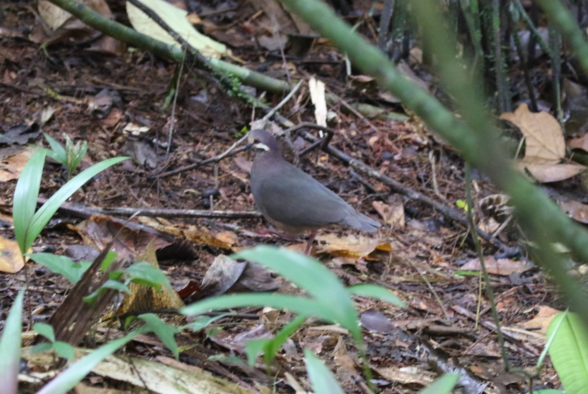 Olive-backed Quail-Dove - ML610574454