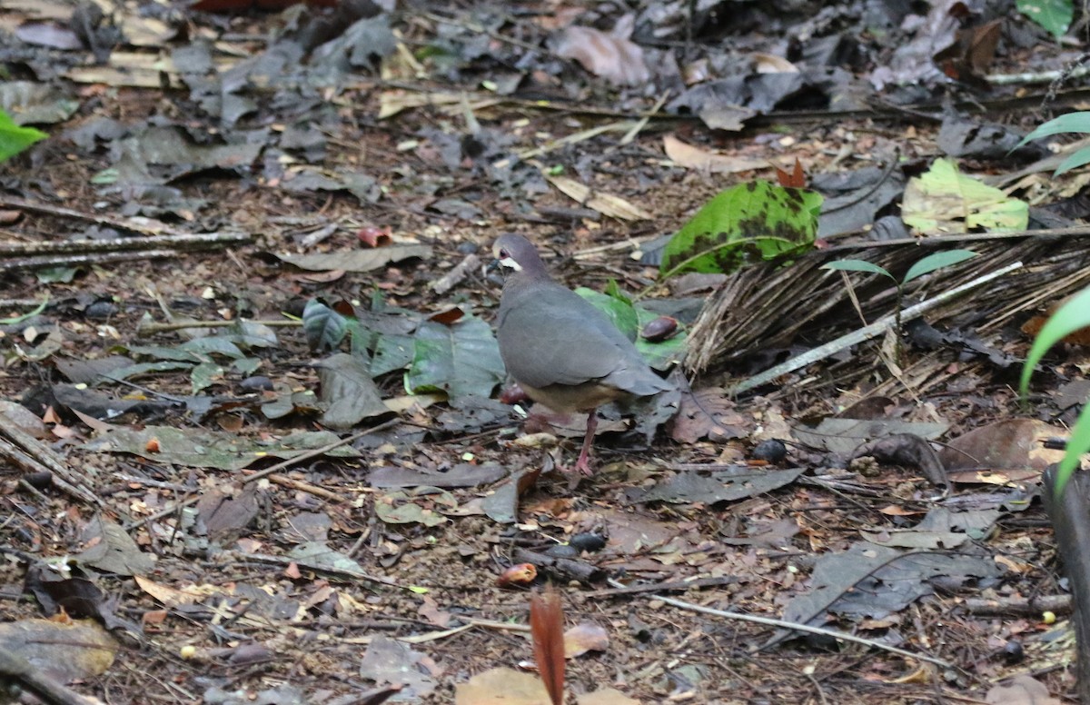 Olive-backed Quail-Dove - ML610574457