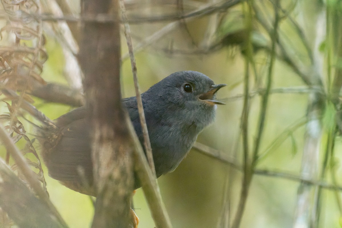 Planalto-Tapaculo - ML610574499