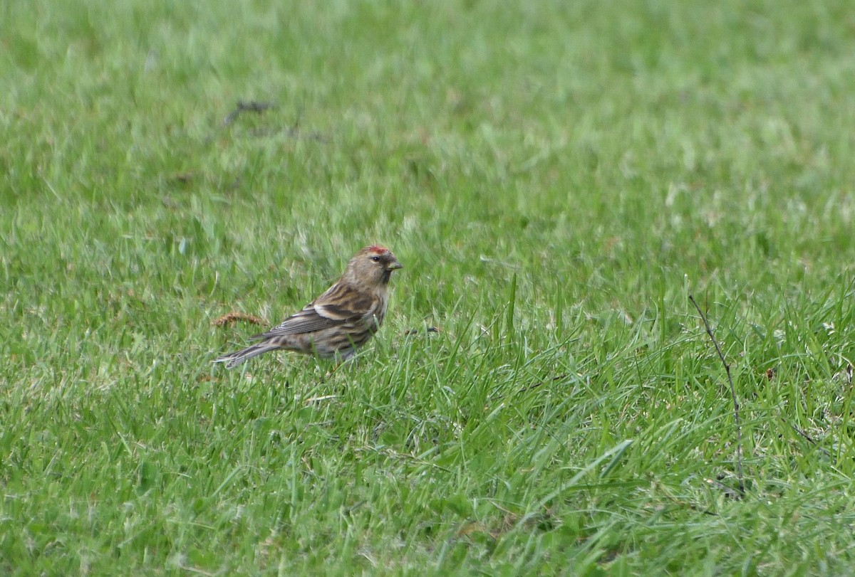 Lesser Redpoll - ML610574519