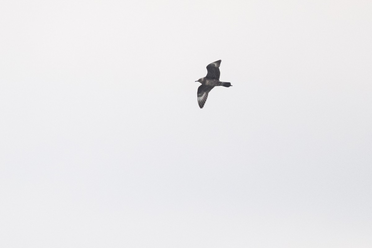 Long-tailed Jaeger - ML610574627