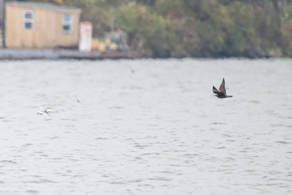 Long-tailed Jaeger - ML610574640