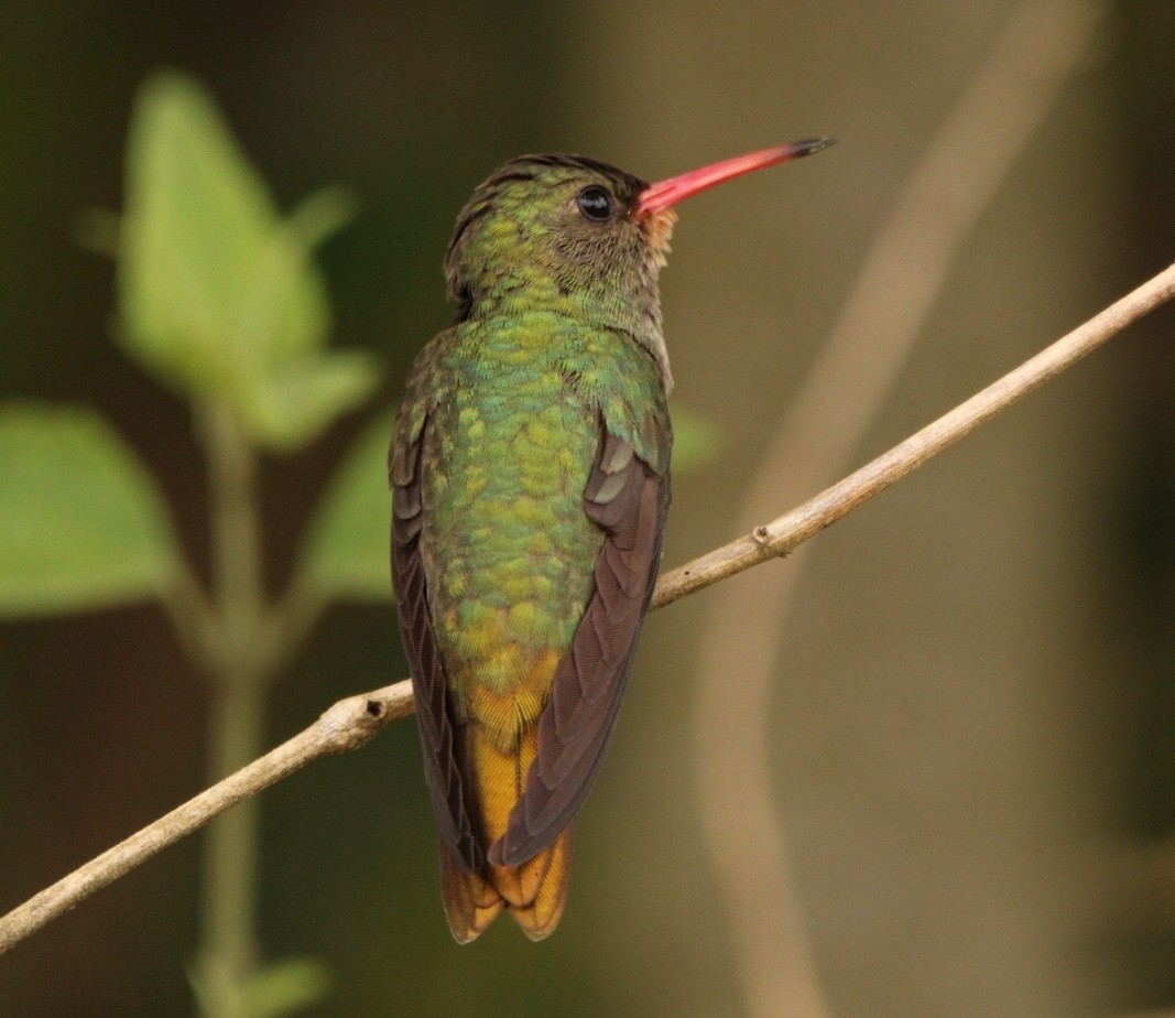 Gilded Hummingbird - Rubélio Souza