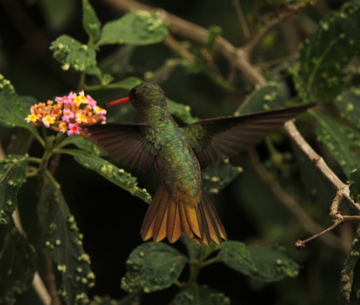 Gilded Hummingbird - Rubélio Souza