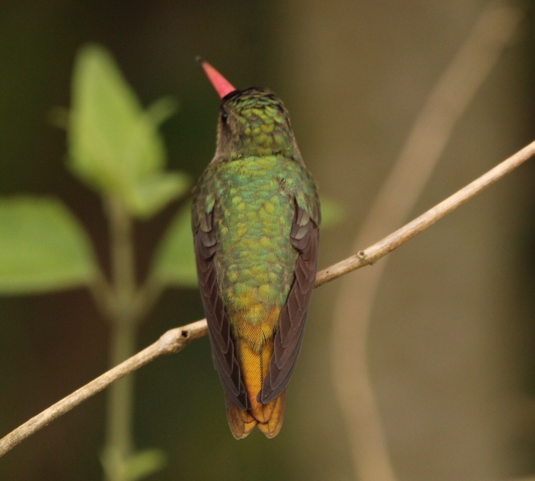 Gilded Hummingbird - Rubélio Souza